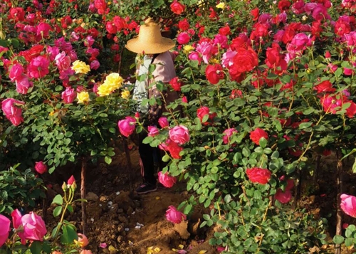 高臺哪里有月季花批發地址