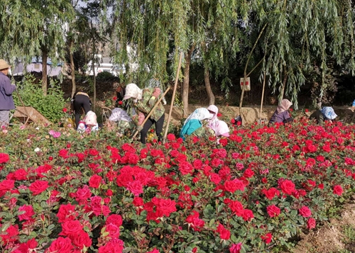 茫崖大型的大型月季批發地址