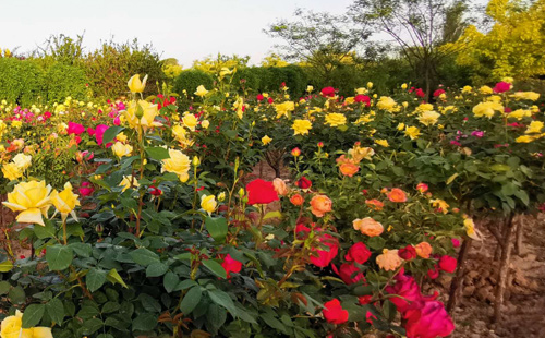 九月花園新寵 —— 甘谷縣實驗月季園，專業月季批發基地！